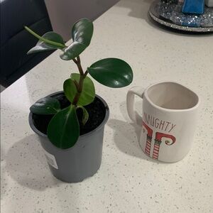 Green Leafy baby rubber Plant in Gray Pot